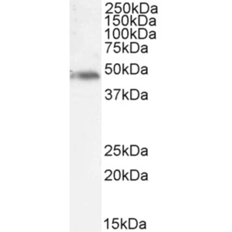 Western Blot - Anti-NCF1/p47-phox Antibody (A84912) - Antibodies.com