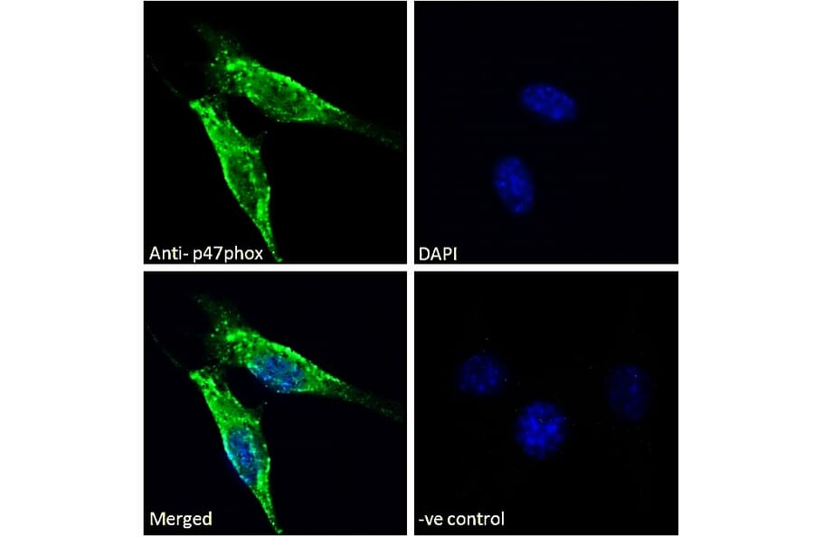 Immunofluorescence - Anti-NCF1/p47-phox Antibody (A84912) - Antibodies.com