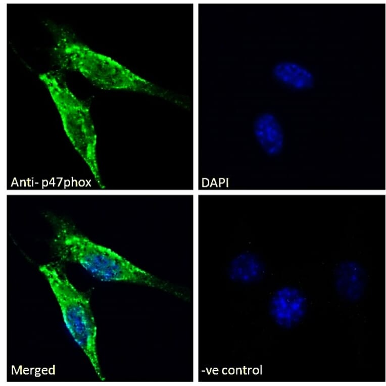 Immunofluorescence - Anti-NCF1/p47-phox Antibody (A84912) - Antibodies.com