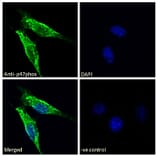 Immunofluorescence - Anti-NCF1/p47-phox Antibody (A84912) - Antibodies.com