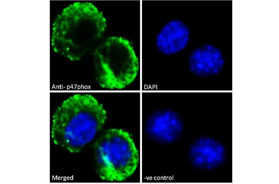 Immunofluorescence - Anti-NCF1/p47-phox Antibody (A84912) - Antibodies.com