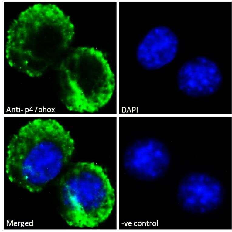 Immunofluorescence - Anti-NCF1/p47-phox Antibody (A84912) - Antibodies.com