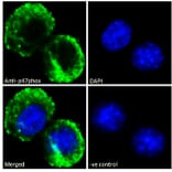 Immunofluorescence - Anti-NCF1/p47-phox Antibody (A84912) - Antibodies.com