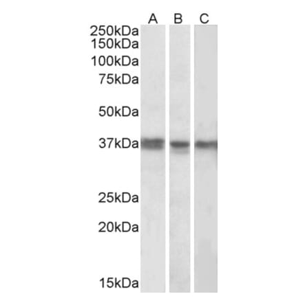 Western Blot - Anti-POLDIP2 Antibody (A84914) - Antibodies.com