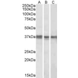 Western Blot - Anti-POLDIP2 Antibody (A84914) - Antibodies.com