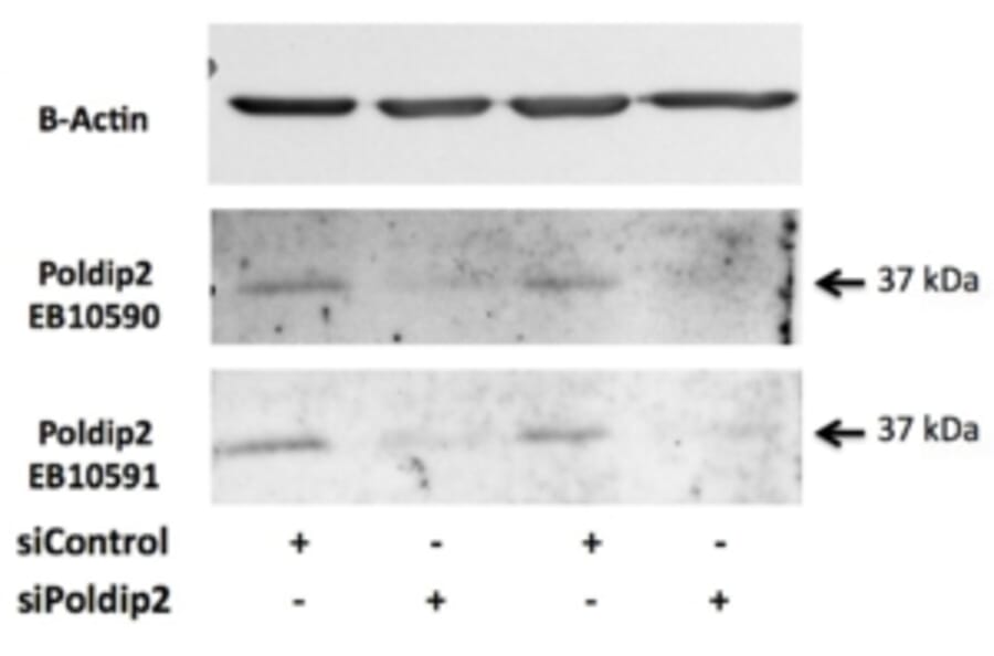 Western Blot - Anti-POLDIP2 Antibody (A84914) - Antibodies.com