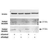 Western Blot - Anti-POLDIP2 Antibody (A84914) - Antibodies.com