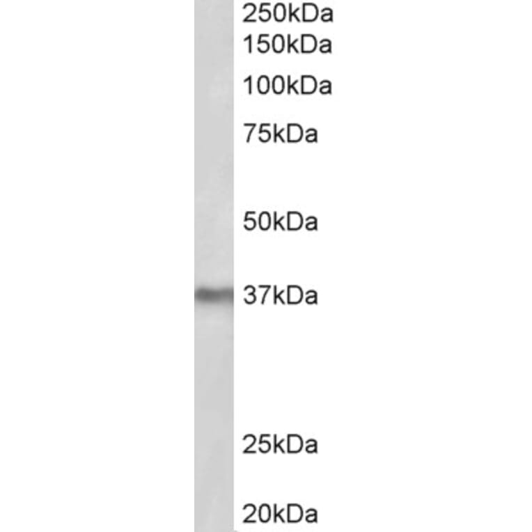 Western Blot - Anti-POLDIP2 Antibody (A84914) - Antibodies.com
