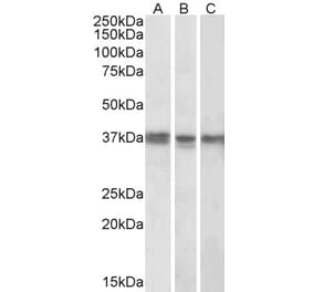 Western Blot - Anti-POLDIP2 Antibody (A84914) - Antibodies.com