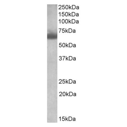 Western Blot - Anti-BBS4 Antibody (A84916) - Antibodies.com