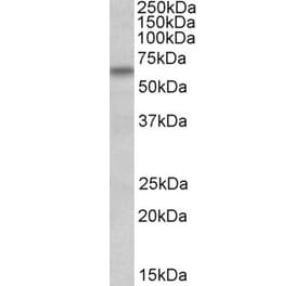 Western Blot - Anti-BBS4 Antibody (A84917) - Antibodies.com