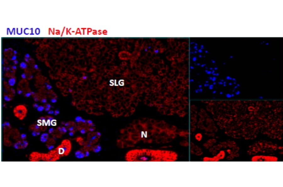 Immunohistochemistry - Anti-Prol1 Antibody (A84918) - Antibodies.com