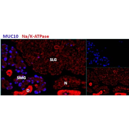 Immunohistochemistry - Anti-Prol1 Antibody (A84918) - Antibodies.com