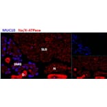 Immunohistochemistry - Anti-Prol1 Antibody (A84918) - Antibodies.com