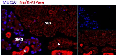 Anti-Prol1 Antibody (A84918) (2.9µg/ml) staining of cells in the submandibular salivery gland (SMG), but not in the sublingual salivery gland (SLG) in mouse.
