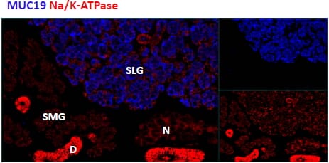 Anti-Muc19 Antibody (A84919) (1.8µg/ml) staining cells of the sublingual salivary gland (SLG) in mouse, but not any cells of the submandibular salivary gland (SMG).