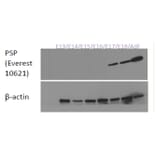 Western Blot - Anti-Parotid Secretory Protein Antibody (A84920) - Antibodies.com