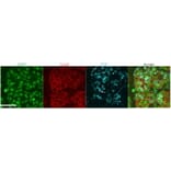 Immunocytochemistry - Anti-Parotid Secretory Protein Antibody (A84920) - Antibodies.com