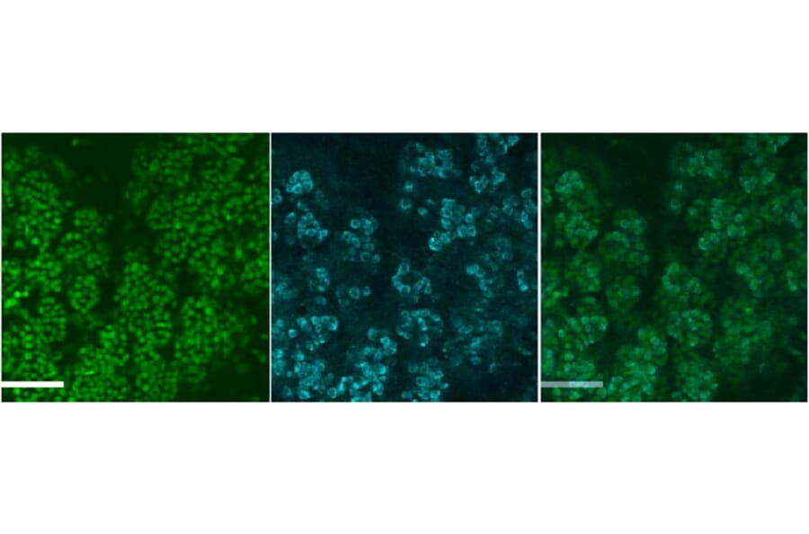 Immunocytochemistry - Anti-Muc19/Smgc Antibody (A84921) - Antibodies.com