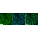 Immunocytochemistry - Anti-Muc19/Smgc Antibody (A84921) - Antibodies.com
