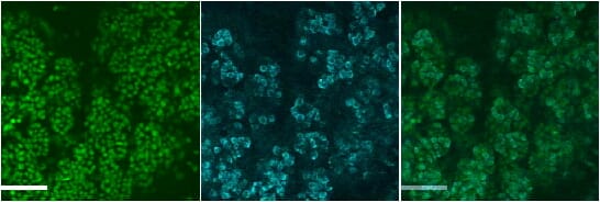 Anti-Smgc Antibody (A84921) (4µg/ml) staining of Mouse SubMandibular Gland cells at E18. Nuclear counterstain with DAPI in green.