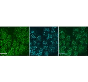 Immunofluorescence - Anti-Smgc Antibody (A84921) - Antibodies.com