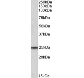 Western Blot - Anti-Ran Antibody (A84924) - Antibodies.com