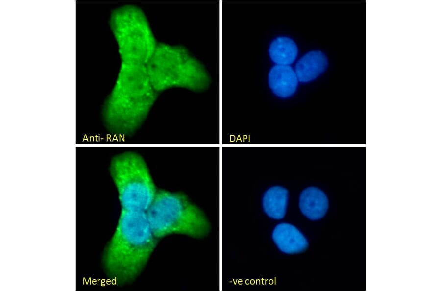 Immunofluorescence - Anti-Ran Antibody (A84924) - Antibodies.com
