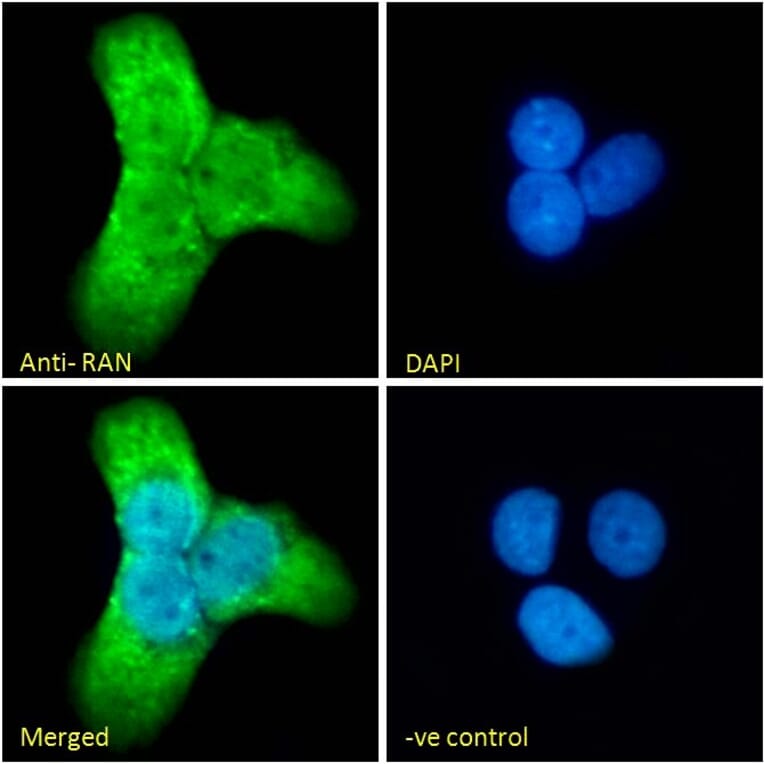 Immunofluorescence - Anti-Ran Antibody (A84924) - Antibodies.com