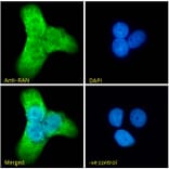 Immunofluorescence - Anti-Ran Antibody (A84924) - Antibodies.com