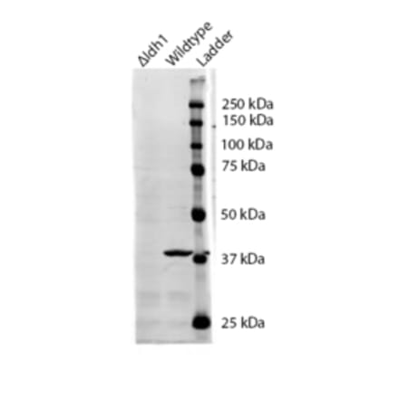 Western Blot - Anti-IDH1 Antibody (A84925) - Antibodies.com