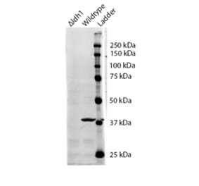 Western Blot - Anti-IDH1 Antibody (A84925) - Antibodies.com