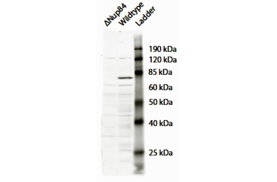 Western Blot - Anti-NUP84 Antibody (A84926) - Antibodies.com