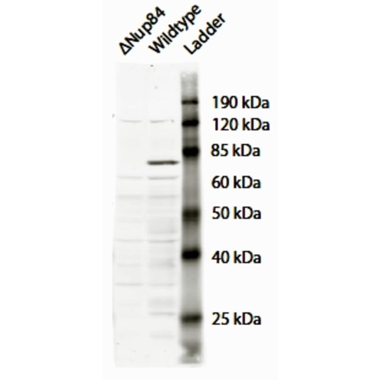 Western Blot - Anti-NUP84 Antibody (A84926) - Antibodies.com