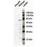 Western Blot - Anti-NUP84 Antibody (A84926) - Antibodies.com
