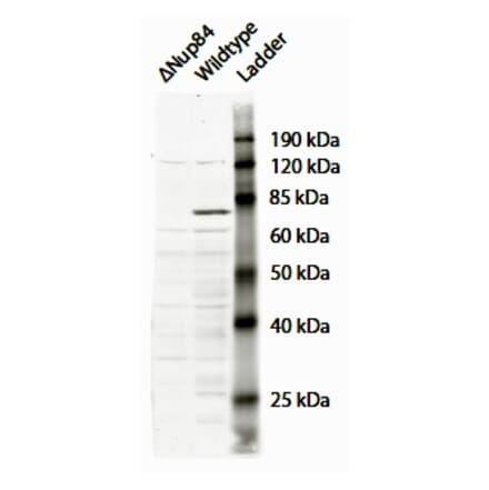 Western Blot - Anti-NUP84 Antibody (A84926) - Antibodies.com