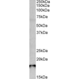 Western Blot - Anti-SAP30L Antibody (A84927) - Antibodies.com