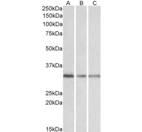 Western Blot - Anti-RACK1 Antibody (A84928) - Antibodies.com