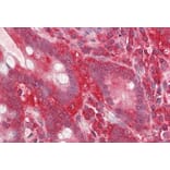 Immunohistochemistry - Anti-RACK1 Antibody (A84928) - Antibodies.com