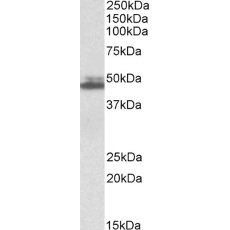 Western Blot - Anti-SH3GL1 Antibody (A84929) - Antibodies.com