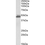 Western Blot - Anti-SH3GL1 Antibody (A84929) - Antibodies.com