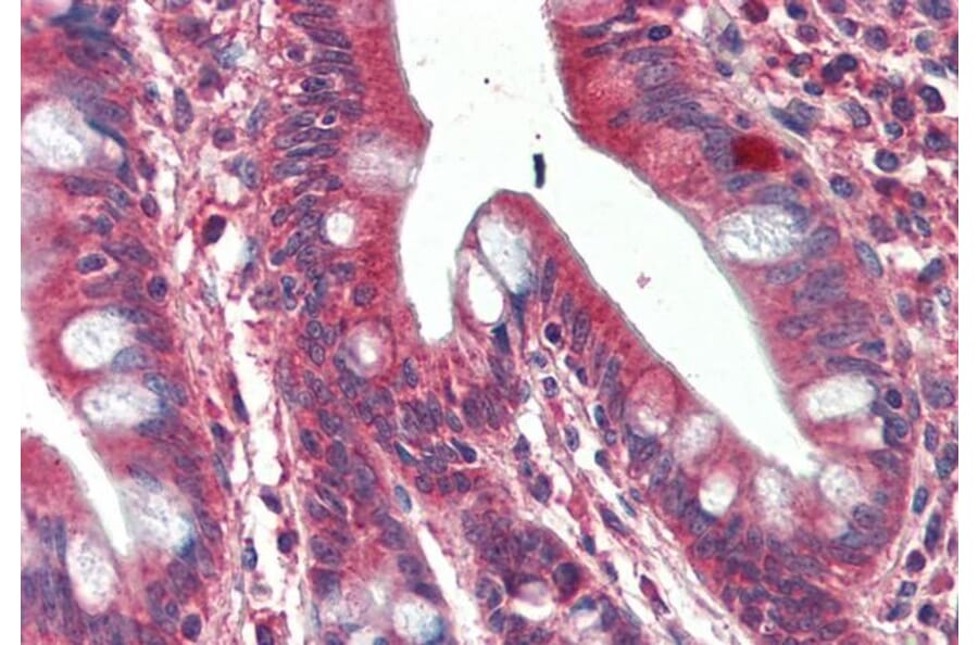 Immunohistochemistry - Anti-SH3GL1 Antibody (A84929) - Antibodies.com