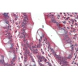Immunohistochemistry - Anti-SH3GL1 Antibody (A84929) - Antibodies.com