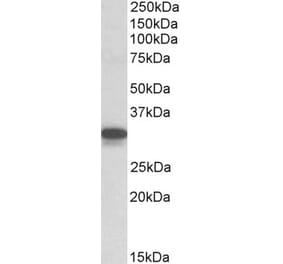 Western Blot - Anti-CYB5R3 Antibody (A84930)