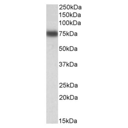 Western Blot - Anti-IRF2BP1 Antibody (A84931) - Antibodies.com