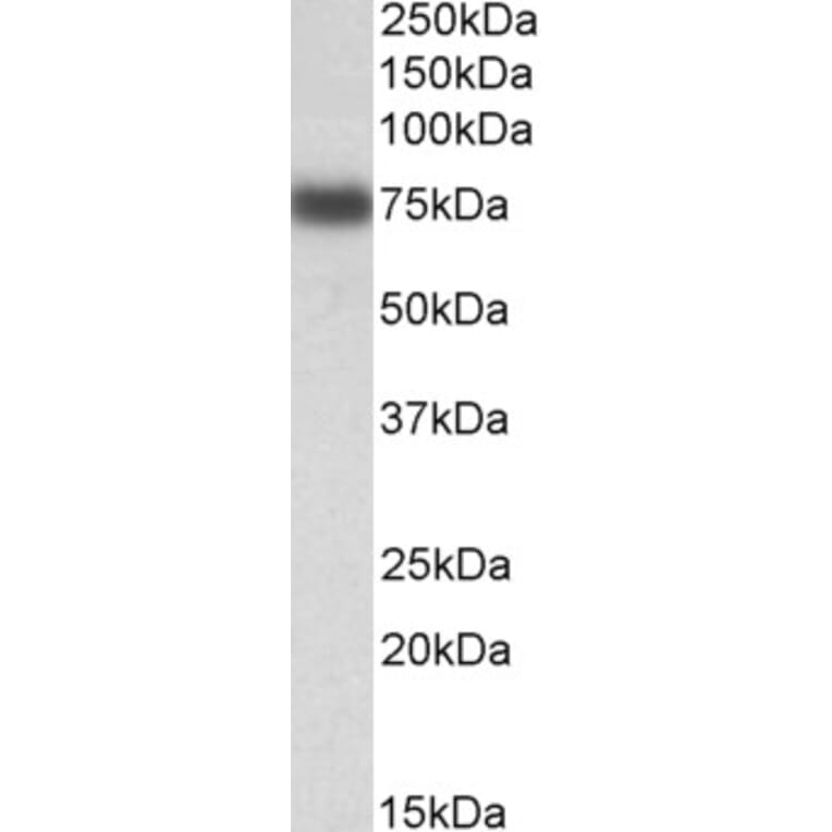 Western Blot - Anti-IRF2BP1 Antibody (A84931) - Antibodies.com