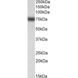 Western Blot - Anti-IRF2BP1 Antibody (A84931) - Antibodies.com