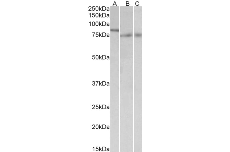 Western Blot - Anti-IRF2BP1 Antibody (A84932) - Antibodies.com