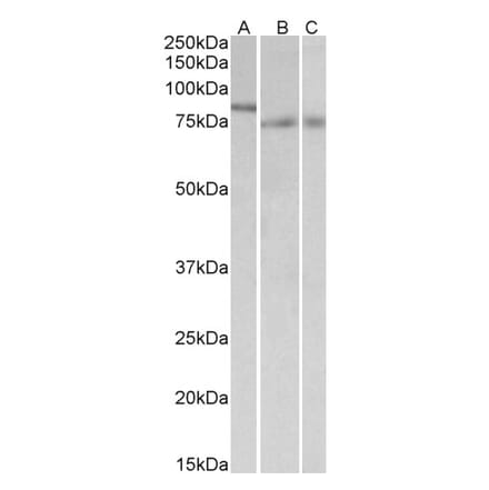 Western Blot - Anti-IRF2BP1 Antibody (A84932) - Antibodies.com