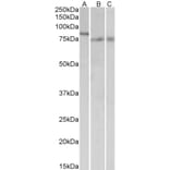 Western Blot - Anti-IRF2BP1 Antibody (A84932) - Antibodies.com